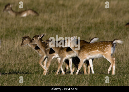 Young fallow deer walking Stock Photo