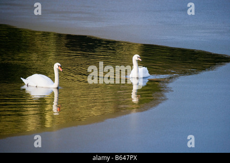 Two Mute Swans at Studley Royal Water Gardens near Ripon England Stock Photo