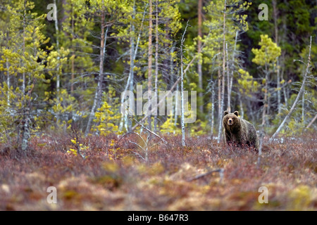Finland, Ruhtinansalmi, near Suomussalmi, Wildlife Centre Martinselkonen Erakeskus. Brown bear. Ursus arctos. Stock Photo