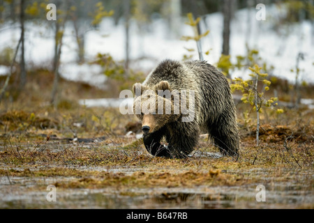 Finland, Ruhtinansalmi, near Suomussalmi, Brown bear. Ursus arctos. Stock Photo