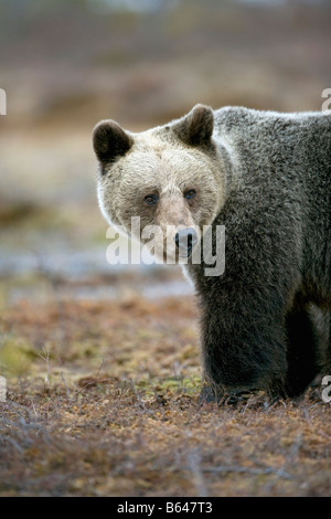 Finland, Ruhtinansalmi, near Suomussalmi, Wildlife Centre Martinselkonen Erakeskus. Brown bear. Ursus arctos. Stock Photo