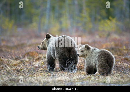 Finland, Ruhtinansalmi, near Suomussalmi, Wildlife Centre Martinselkonen Erakeskus. Brown bear. Ursus arctos. Mother and cub. Stock Photo