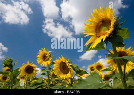 France, near Beaune, Burgundy, Field of sunflowers. Stock Photo
