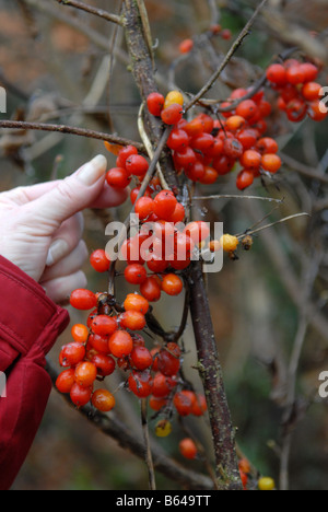 Deadly Nightshade berries in winter Stock Photo