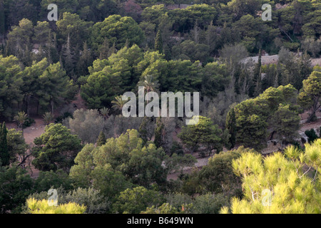 Trees at Buskett Garden in Malta. Stock Photo