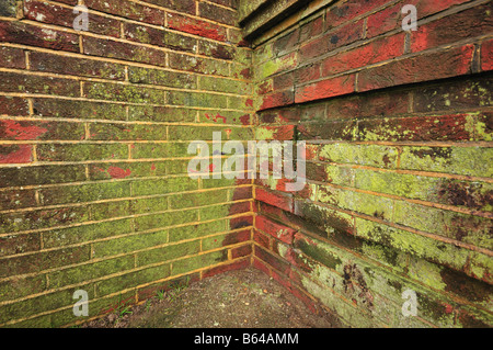 Old red brick wall covered in mould and moss Stock Photo