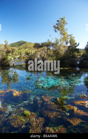 Pupu Springs Te Waikoropupu Springs near Takaka Golden Bay Nelson Region South Island New Zealand Stock Photo