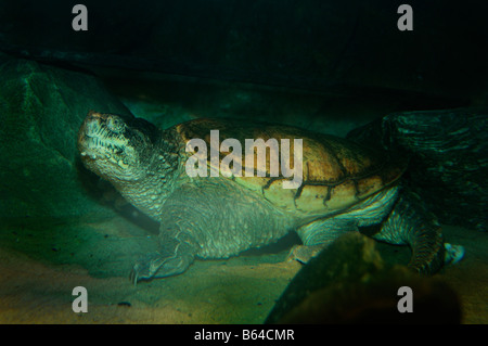 Eastern snapping turtle Chelydra serpentina captive Stock Photo