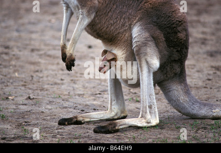 Holland, The Netherlands, Emmen. Zoo: Noorder Dierenpark. Western grey kangaroo. (macropus fuliginosos). Stock Photo