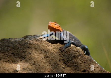 Red headed rock agama lizard Stock Photo