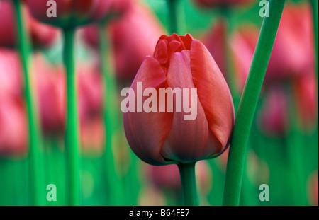 Holland, The Netherlands, Lisse. Flower gardens called: De Keukenhof. Tulips. Stock Photo