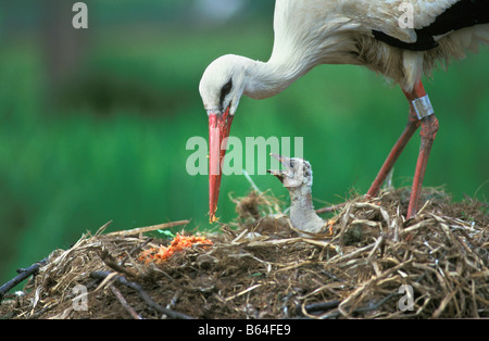 Holland, The Netherlands, Groot Ammers. Stork and young on nest (ciconia ciconia). Stock Photo