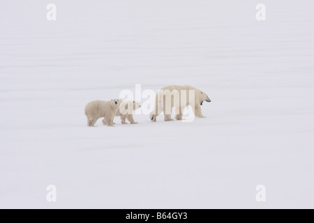 Polar bear mother with two 1 year old cubs