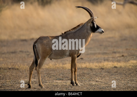 Roan Antelope Portrait, Mahenga Game Reserve, Namibia Stock Photo