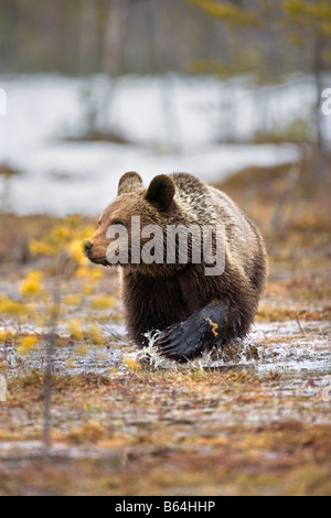 Finland, Ruhtinansalmi, near Suomussalmi, Brown bear. Ursus arctos. Stock Photo
