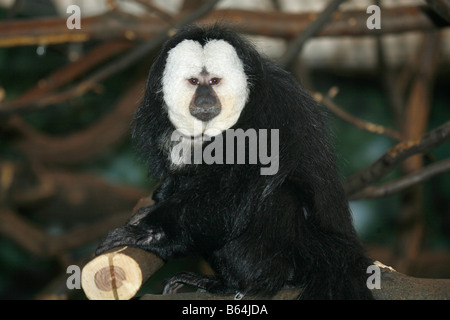 Portrait of a White Faced Saki Monkey Pithecia Pithecia also known as Golden face saki monkey Stock Photo
