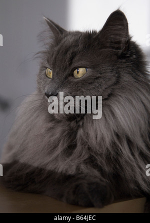 Portrait of a long haired dark grey cat with yellow eyes in profile ...