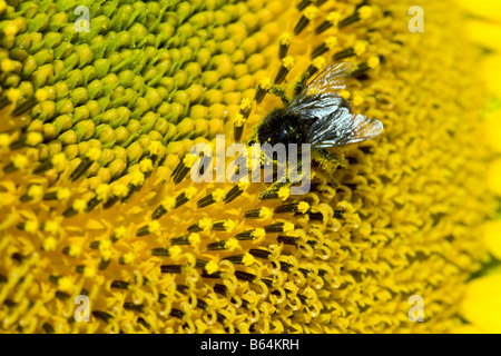 France, near Beaune, Burgundy, Detail of sunflower. Humblebee. Stock Photo