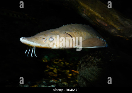 Lake sturgeon Acipenser fulvescens captive Stock Photo