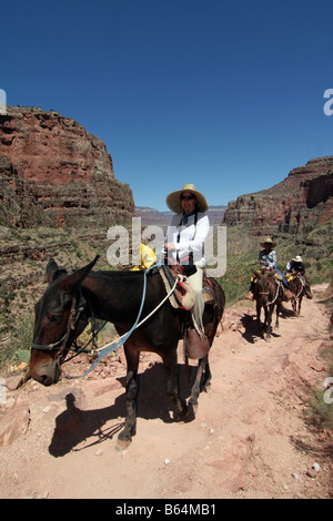 Mule trekking in the Grand Canyon, Arizona, USA. On the path of the 'Bright Angel Trail' Stock Photo