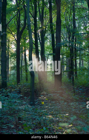 Shafts of Sunlight penetrating the depths of thick woodland Stock Photo