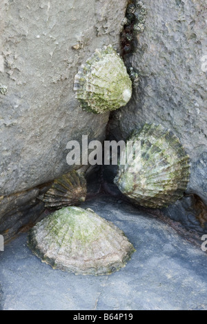 Closeup of some exposed limpets at Kilve Beach. Stock Photo