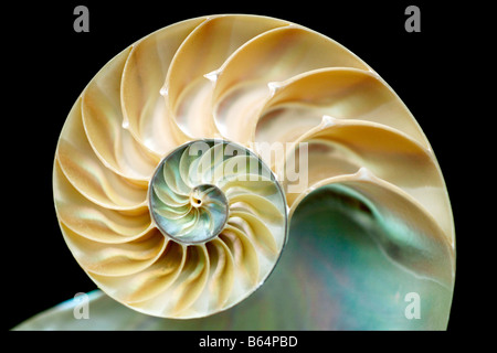 nautilus shell on black background Stock Photo