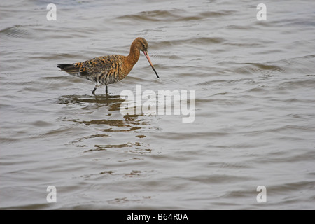 Black Tailed Godwit Limosa Limosa Stock Photo