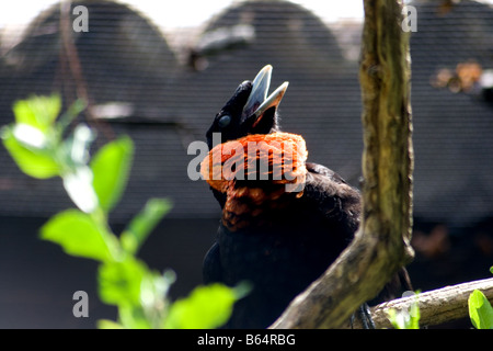 Red-ruffed fruit crow Stock Photo