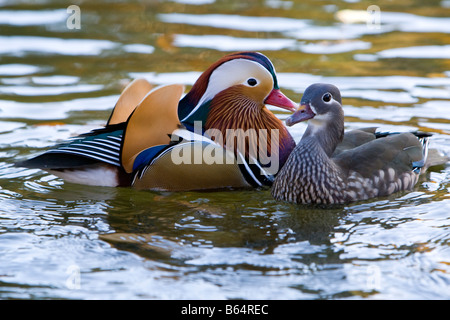 Pair of Mandarin Duck Aix galericulata wild birds Keston, Kent UK Stock Photo