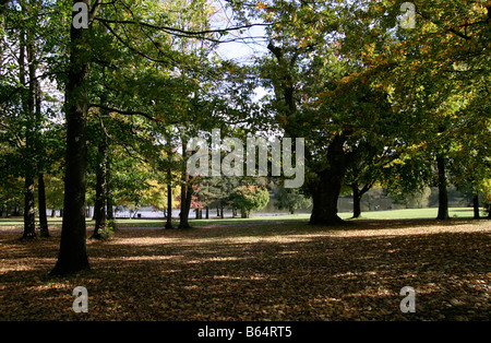 Trees casting shadows in Tilgate forest near the lake. Stock Photo