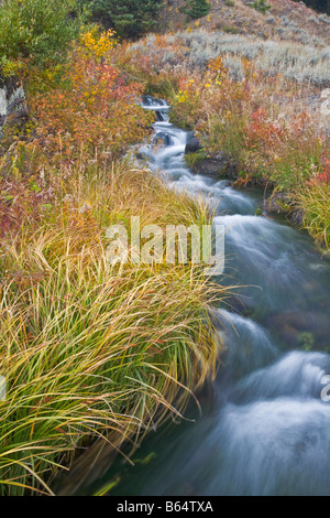 Yellowstone National Park WY: Small stream flows through a grassy meadow in the Lamar Valley early fall Stock Photo