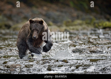 USA Alaska Freshwater Bay Brown Grizzly Bear fishing for Sockeye Salmon Oncorhynchus nerka in small stream along Pavlof Harbor Stock Photo