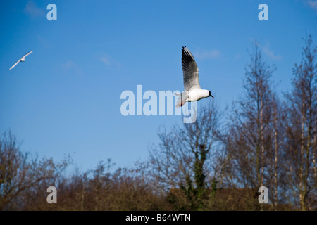 A black-headed gull flying and about to land in a local park. Taken against a bright blue sky. Stock Photo