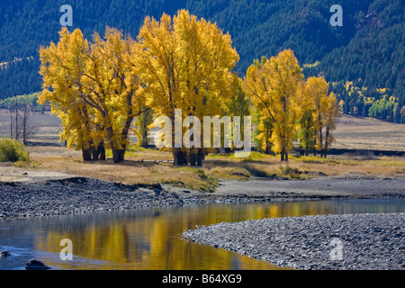 Yellowstone National Park WY: Cottonwood trees on the Lamar river valley floor brilliant fall color Stock Photo
