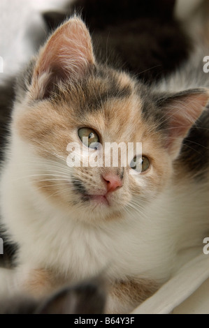 Portrait of a calico kitten that is 47 days old Stock Photo