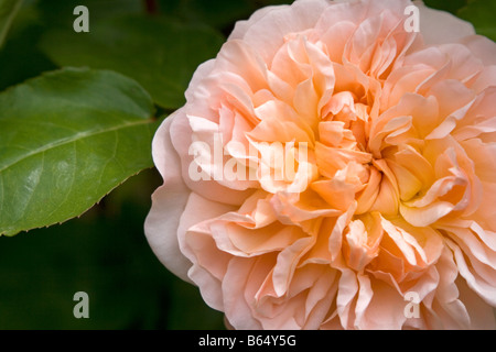 Abraham Darby rose, a David Austen rose. Stock Photo