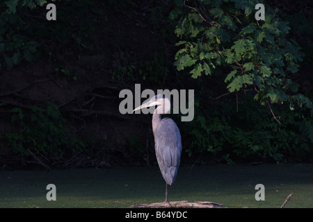 A Great Blue Heron perched on piece of drift wood in a pond. Marshy river scene. Stock Photo