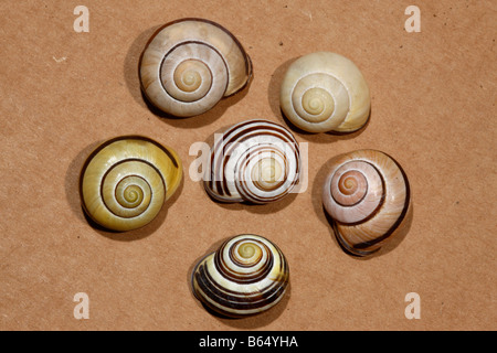 Grove snail or brown lipped snail Cepaea nemoralis or Helix nemoralis One snail in the centre has its spirals in reverse Stock Photo