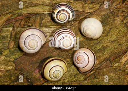 Grove snail or brown lipped snail Cepaea nemoralis or Helix nemoralis One snail in the centre has its spirals in reverse Stock Photo