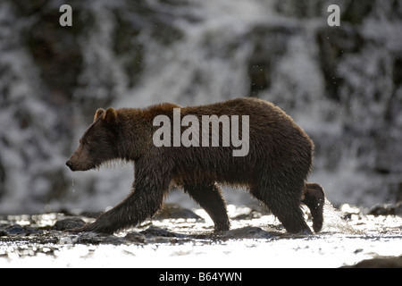 USA Alaska Freshwater Bay Brown Grizzly Bear fishing for spawning Sockeye Salmon in small stream along Pavlof Harbor Stock Photo