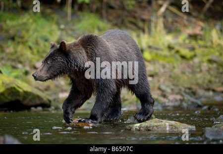 USA Alaska Freshwater Bay Brown Grizzly Bear fishing for spawning Sockeye Salmon in small stream along Pavlof Harbor Stock Photo