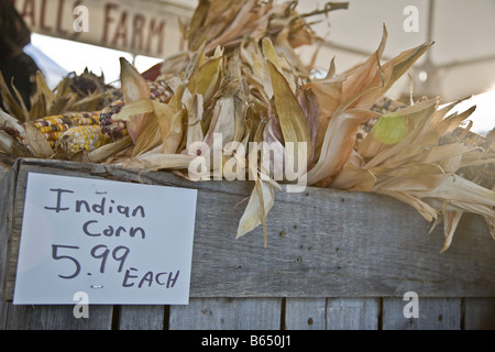 Indian corn for sale by Nalls Farm Market Berryville, Virginia at the 2008 Shenandoah Valley Hot Air Balloon and Wine Festival. Stock Photo