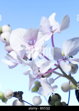 Spring berries and blossom Stock Photo