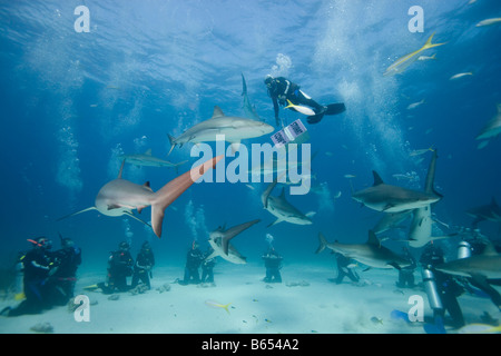 Bahamas New Providence Island Scuba Divers And Caribbean Reef Sharks ...