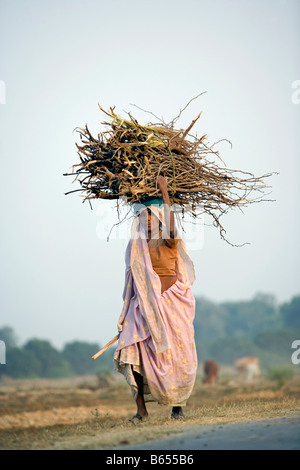 India, Lucknow, Uttar Pradesh, Countryside near Rae Bareli, Woman carrying firewood Stock Photo