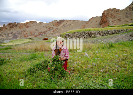 A Chinese in Ladakh,India Stock Photo