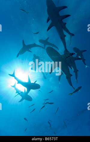 Bahamas New Providence Island Caribbean Reef Sharks Carcharhinus perezi circling around descending scuba diver Stock Photo
