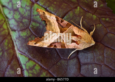 Angle Shades Moth (Phlogophora meticulosa). Powys, Wales. Stock Photo