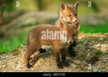 Fox Cubs (Vulpes vulpes). Powys, Wales. Stock Photo